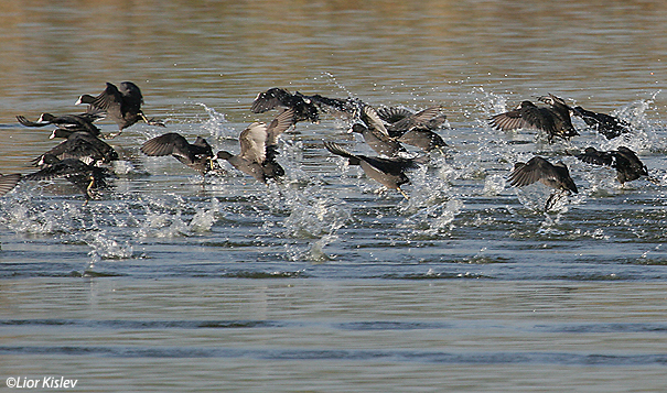  אגמית מצויה   Common Coot Fulica atra                                                     הכנרת,פברואר 2007